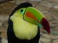 Toucan close up