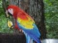 Macaw lunch