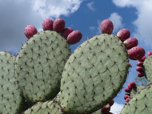 Arty Cactus