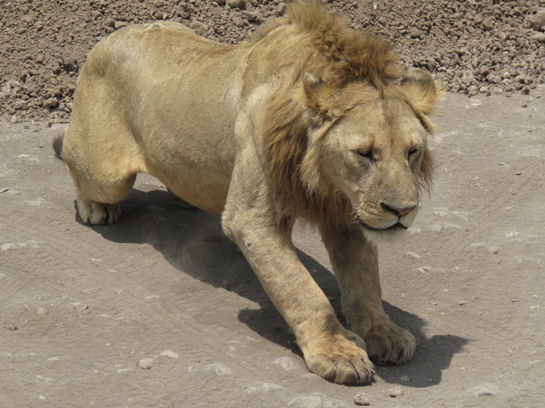 Lion in Tarangire Park