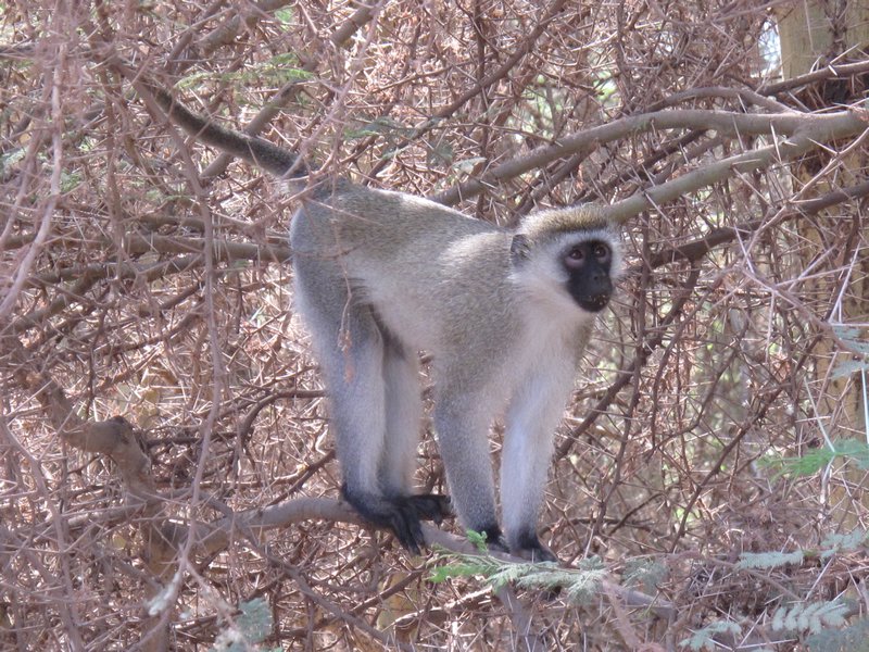 Monkey in Manyara