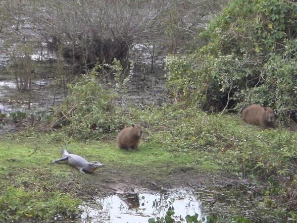 Capybaras et caiman