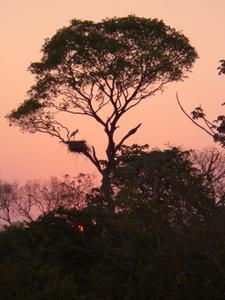 Le Jaburi, l'emblême du Pantanal