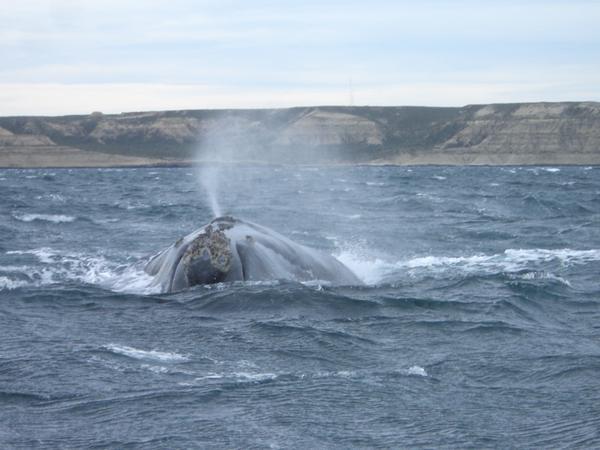 Le jet d´eau de la baleine franche australe