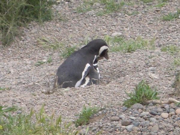 Vous avez déjà vu des pingouins se reproduire?
