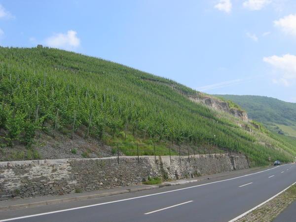 Steep vineyards of the Bernkastel