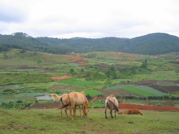 Horses on the mountain side