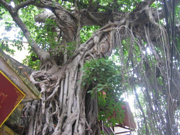 Banyon Tree in the middle of Old Town