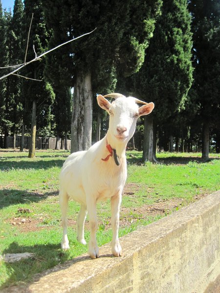 Our Goat friend