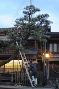 Old Private Houses Takayama16 strings to help the trees withstand the weight of the snow