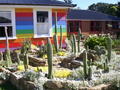 the Cactus garden