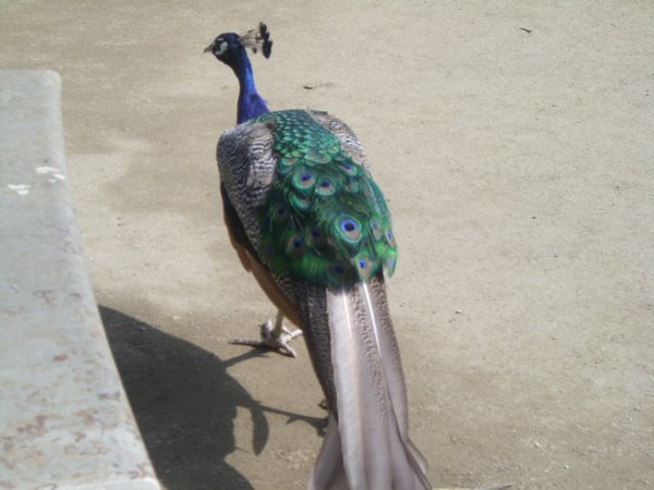Peacock at Prague Castle