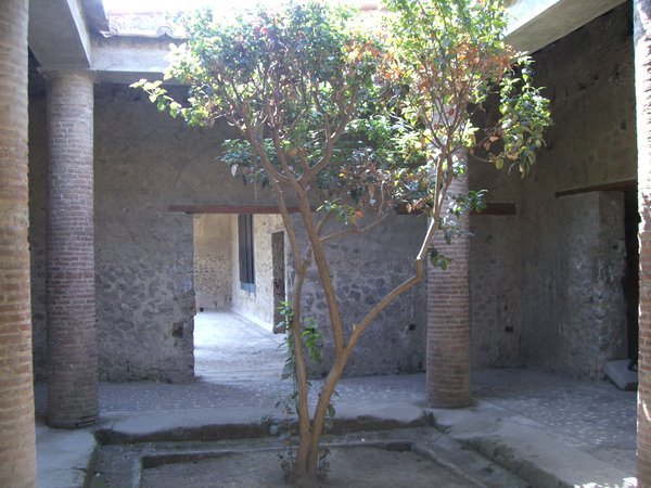 Courtyard With Tree