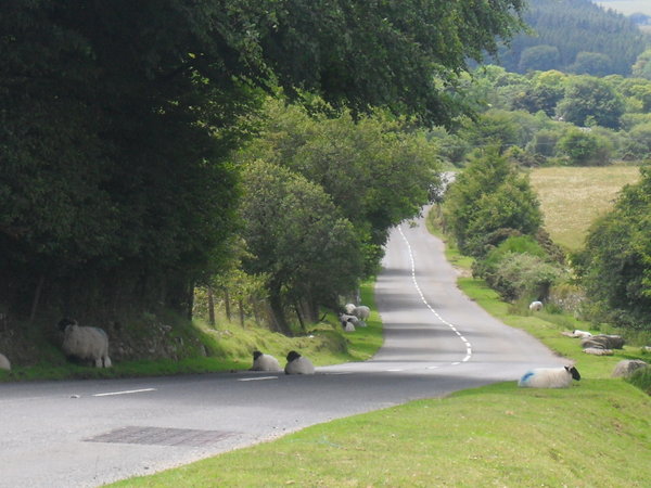 sheep lazying around, Dartmoor