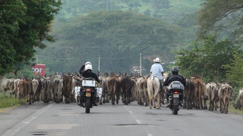 Honduran traffic jam.