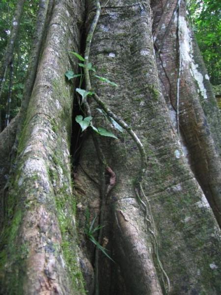 Jungle near Palenque, 03