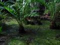 Gran Cenote, Tulum, 06