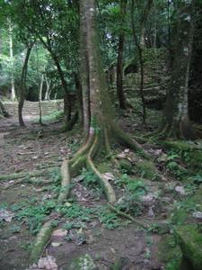 Jungle near Palenque, 05