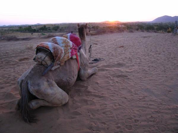 Camel watching the Sunset