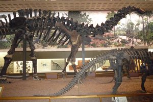 Yale: Peabody Museum of Natural History