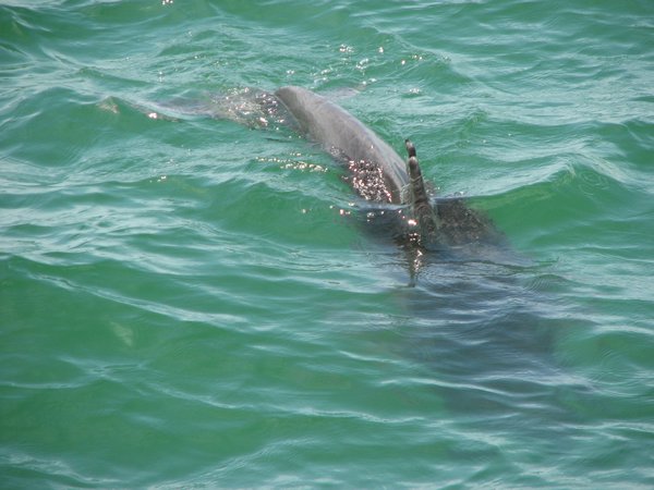 Dolphins are 'residents' of Naples