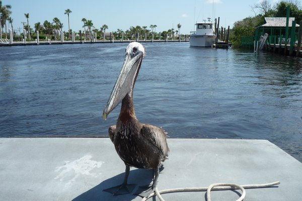 Everglades: One of our boat captains