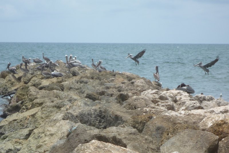 Cartagena: Pelicans gathering on the bay