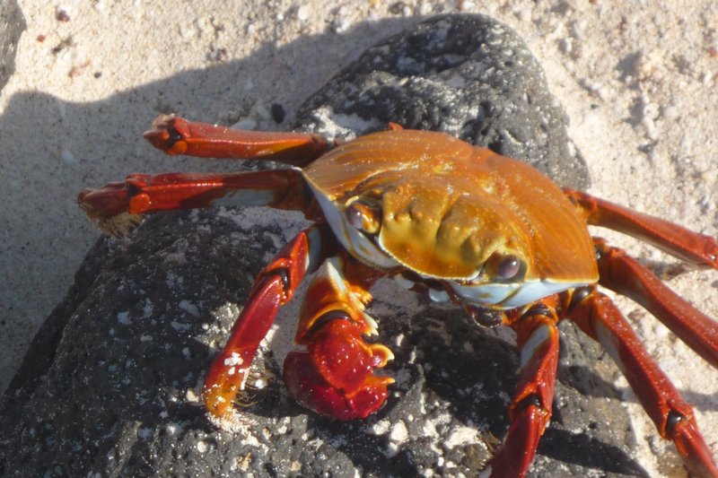 Galapagos: Sally Lightfoot crab
