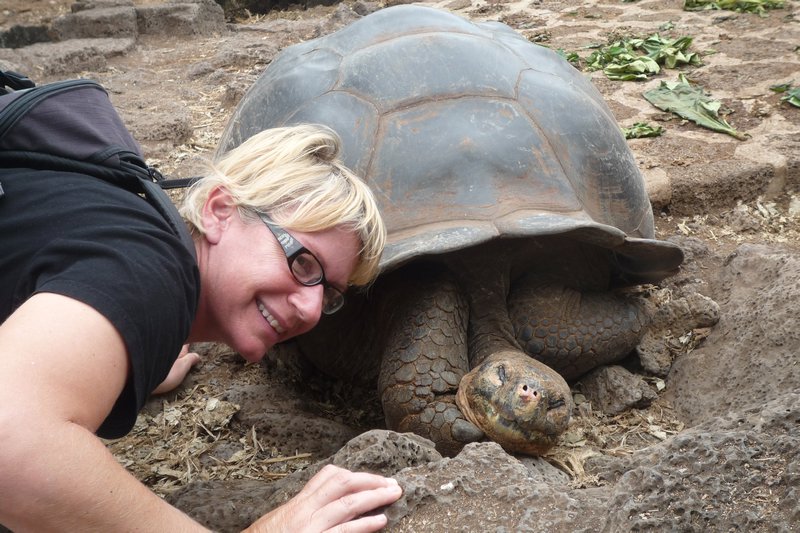 Galapagos:Tortoise close up-3
