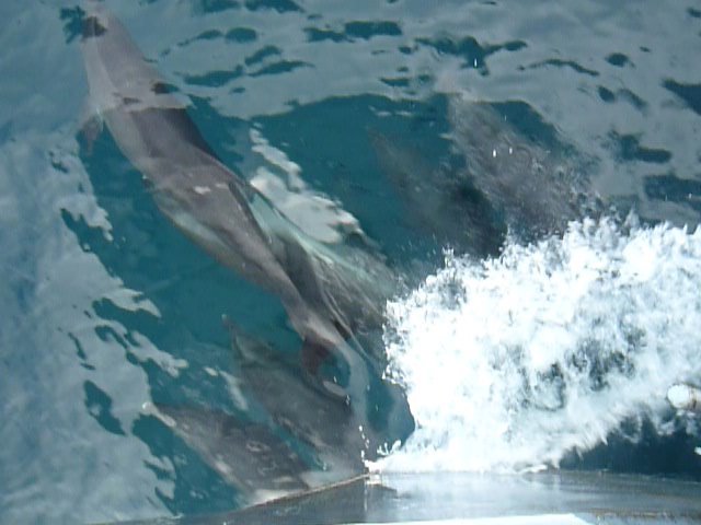 Galapagos:Dolphins