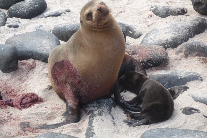 Galapagos:New born Sea lion-2