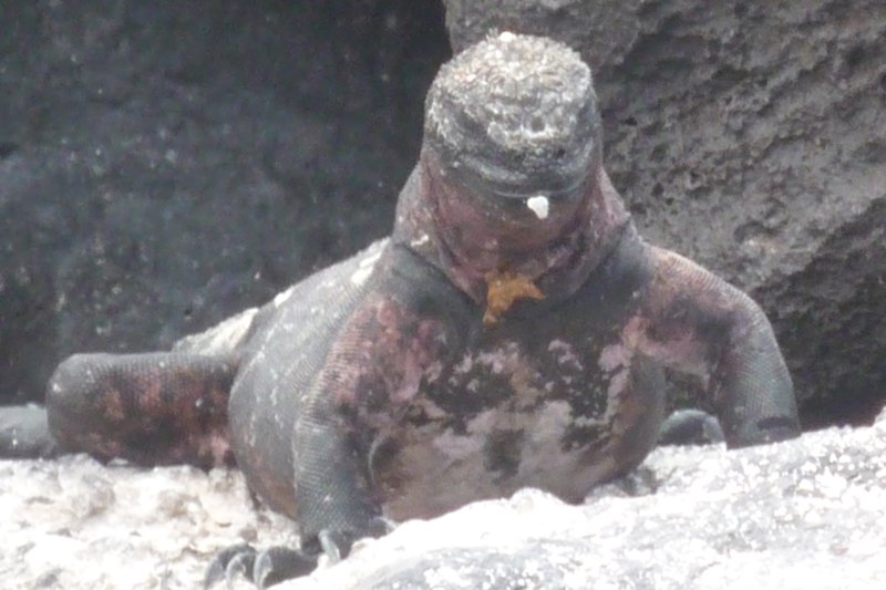 Galapagos: Christmas Iguana