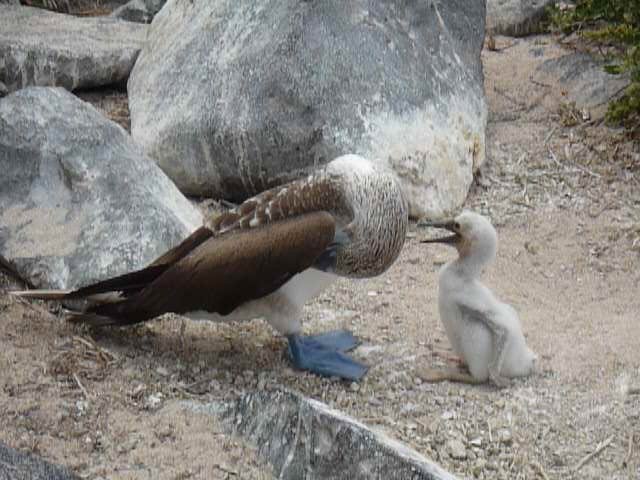 Galapagos: Blue footed Booby and baby
