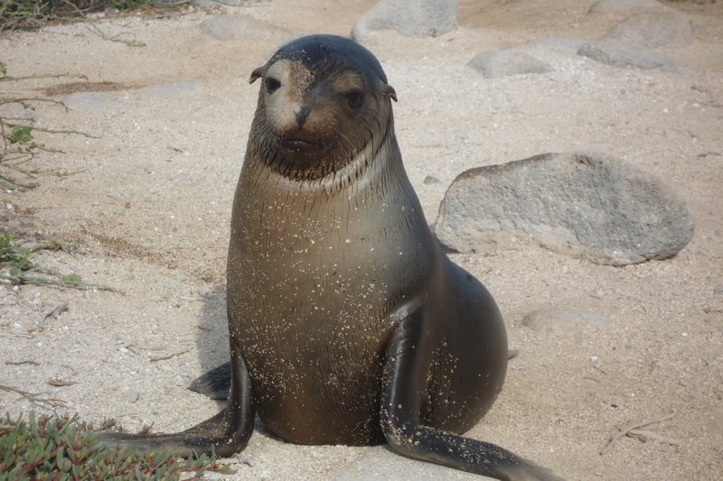 Galapagos: Baby Sea lion