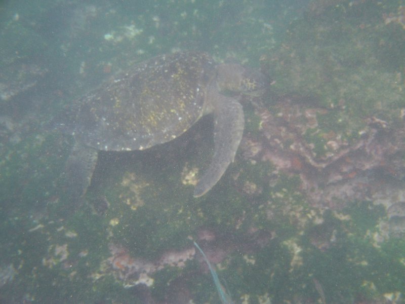 Galapagos underwater-13