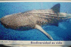 Galapagos:Bio Diversity Poster