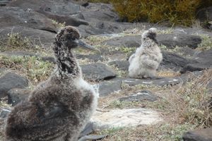 Galapagos: Albatross baby-1