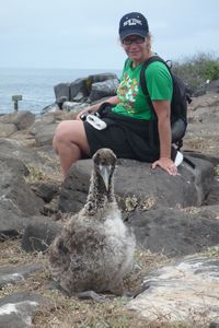 Galapagos: Albatross baby-2