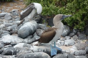 Galapagos: Albatross baby-3
