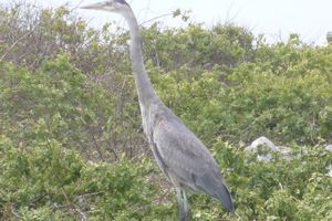 Galapagos: Cormorant