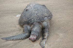 Galapagos: Dead Turtle