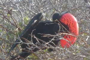 Galapagos: Male Frigate Bird-1