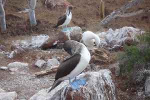 Galapagos: Booby Family