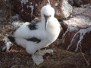 Galapagos: Booby Baby