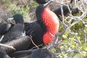 Galapagos: Male Frigate Bird-2