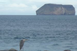Galapagos: Cormorant
