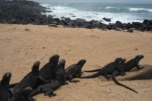 Galapagos: Iguanas on the beach-1