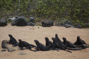 Galapagos: Iguanas on the beach-2