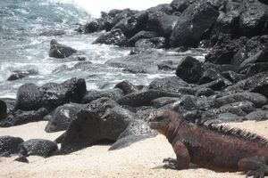 Galapagos: Iguanas on the beach