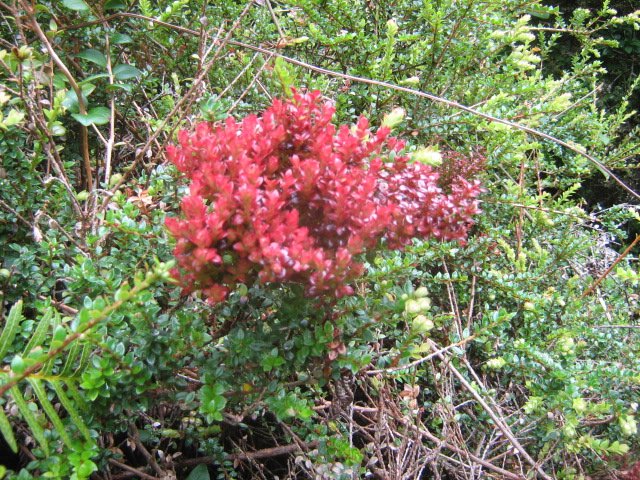 En röd kvist på en annars grön buske